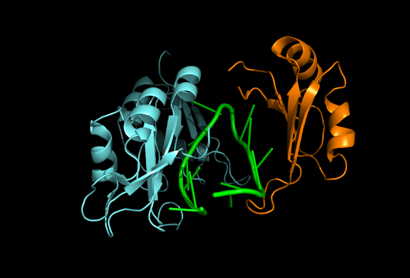 Image:Hrp1 RNA15 Interaction.png