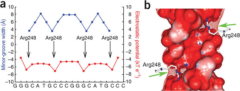 Image:Kitayner-etal-Figure7.jpg