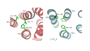 Figure 3. Conserved PIF motif in 5HT2AR (teal) compared to the LLF motif found in MRGPRX2 (red). Transmembrane helices and residues are numbered and labeled to show how this structural change shifts the orientation of the helices.