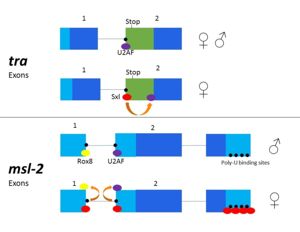 Figure 3. 2-dimensional representation of alternative splicing repression by Sxl on the tra and msl-2 genes.